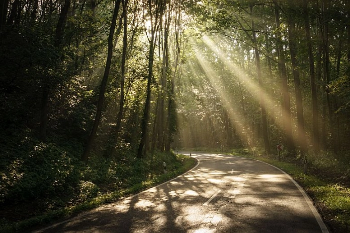 Anreise_BF Das Bild zeigt eine ruhige, kurvenreiche Landstraße, die durch einen dichten, grünen Wald führt. Die Sonne scheint schräg von oben durch die hohen Bäume und wirft lange Lichtstrahlen auf die Fahrbahn. Dadurch entsteht eine warme, stimmungsvolle Atmosphäre. Die Straße wirkt gut befahrbar und führt sanft nach rechts weiter. Das Bild vermittelt den Eindruck einer entspannten und naturnahen Anreise. © Dirk Schönfuss