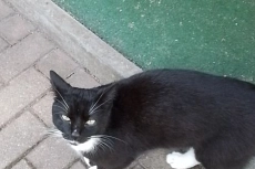 Fundkatze Auf einem gepflasterten Gehweg steht ein schwarz-weißer Kater und blickt zur Kamera. Der Kater hat schwarzes Fell mit weißer Brust, weißen Pfoten und weißen Schnurrhaaren. Im Hintergrund ist ein kleiner Eingangsbereich mit einer grünen Bodenmatte und einer schwarz-weiß gemusterten Fußmatte zu sehen. Das Bild wurde draußen bei Tageslicht aufgenommen.