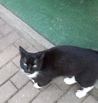 Auf einem gepflasterten Gehweg steht ein schwarz-weißer Kater und blickt zur Kamera. Der Kater hat schwarzes Fell mit weißer Brust, weißen Pfoten und weißen Schnurrhaaren. Im Hintergrund ist ein kleiner Eingangsbereich mit einer grünen Bodenmatte und einer schwarz-weiß gemusterten Fußmatte zu sehen. Das Bild wurde draußen bei Tageslicht aufgenommen.&nbsp;&copy;&nbsp;Stadt Waldheim