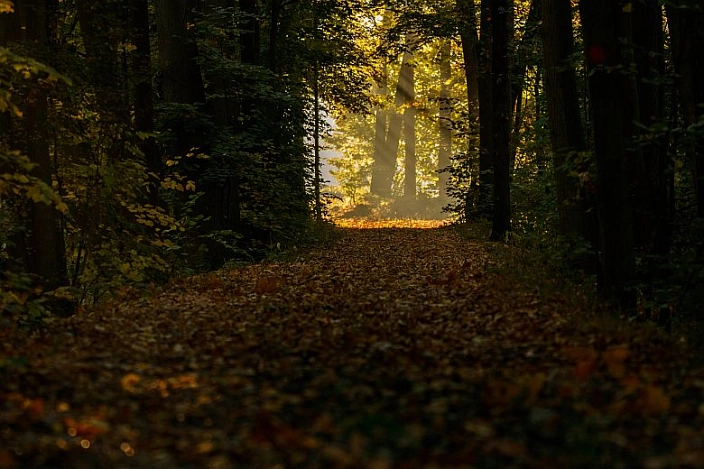 Wanderweg im Wald mit Laub auf dem Weg