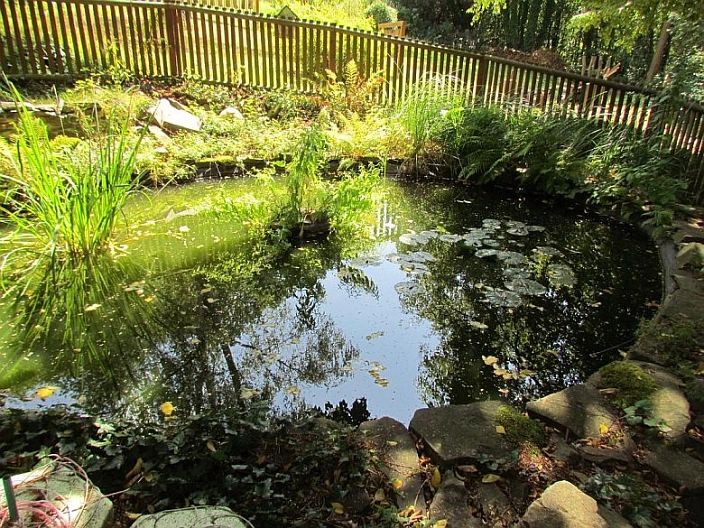 Zschopauknirpse
Teich im Garten umgeben von Wiese und umzäunt.